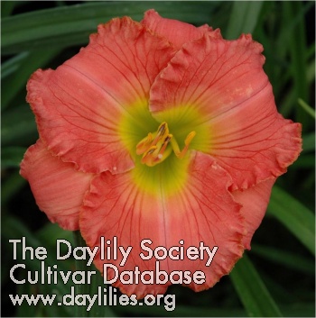 Daylily Gifts of Spring